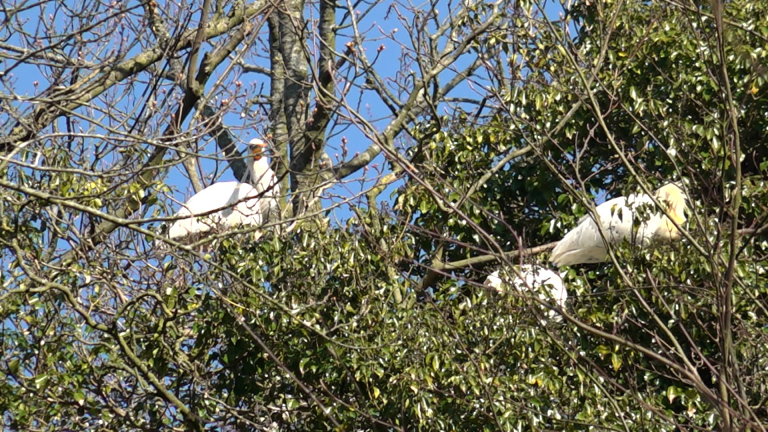 Twee witte ooievaars zitten in een boom omringd door takken en groene bladeren onder een blauwe lucht.