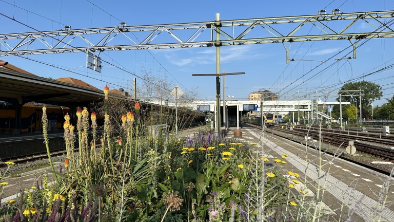Bloemen en planten op een perron van een treinstation, met sporen, bovenleidingen, en een deel van het stationsgebouw zichtbaar.