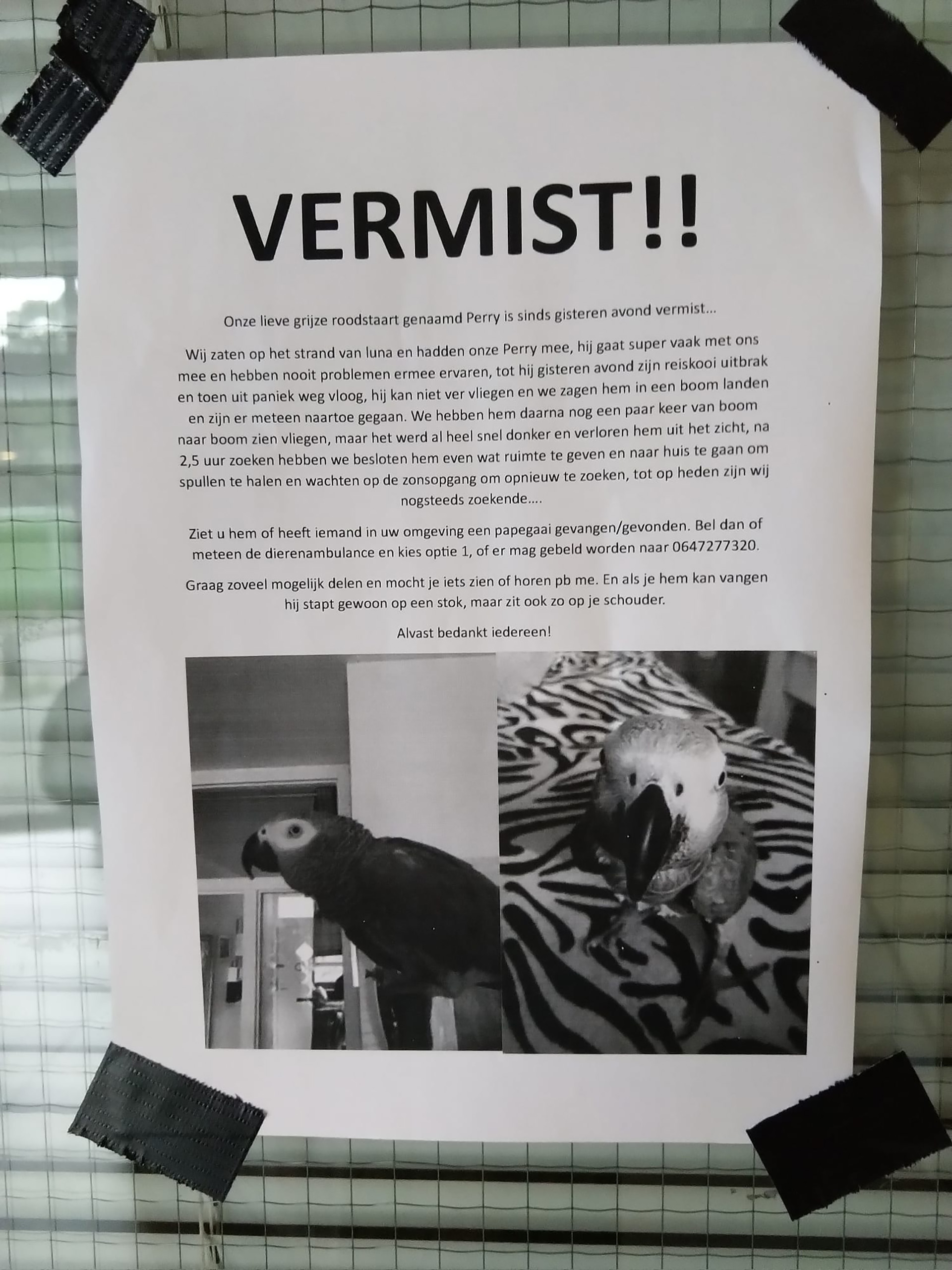 Een vermist poster op een roosterwand met tekst in het Nederlands over een grijze roodstaartpapegaai genaamd Perry die is verdwenen. De poster bevat twee zwart-wit foto's van de papegaai; één foto toont de vogel zittend op een stok in een kamer, de andere toont de papegaai van voren op een ondergrond met zebrapatroon. De poster is met zwarte tape bevestigd.
