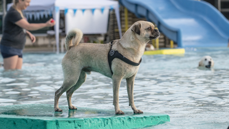 Een beige hond met een zwart harnas staat op een groen platform in een zwembad, terwijl een andere hond in het water zwemt en een persoon op de achtergrond te zien is.