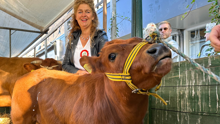 Een vrouw met een rozet op haar witte shirt staat naast een jonge bruine koe die met een geel halsband is vastgebonden.