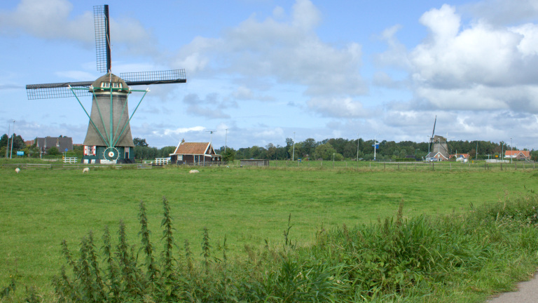 Landschap met groene weide, schapen, en twee traditionele Nederlandse windmolens onder een blauwe lucht met wolken.