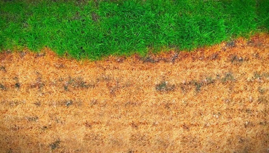 Luchtfoto van een grasveld met een duidelijk contrast tussen groen en verdord gras, waarbij het groene gras zich aan de bovenzijde bevindt en het bruine, verdorde gras aan de onderzijde.