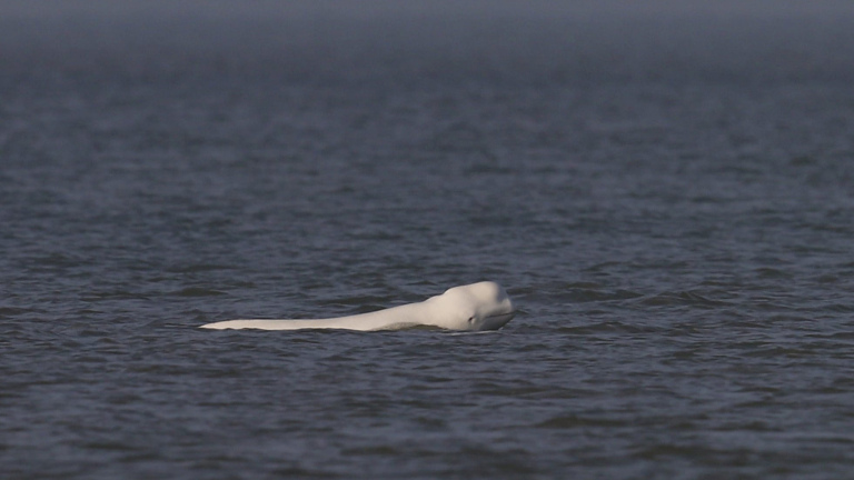 Witte walvis zwemt aan het wateroppervlak in een donkere zee.