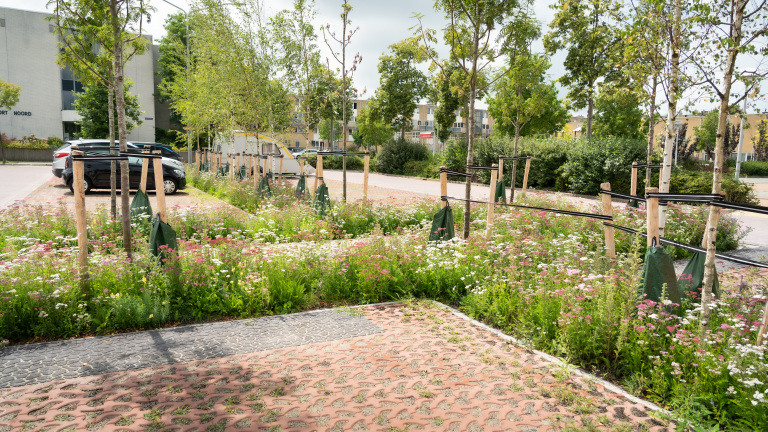 Groene parkeerplaats met jonge bomen en wilde bloemen, omgeven door gras en geparkeerde auto's op de achtergrond.