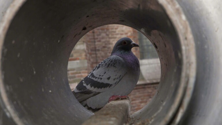 Een duif zit in een betonnen cilindervorm, met zicht op een bakstenen muur op de achtergrond.