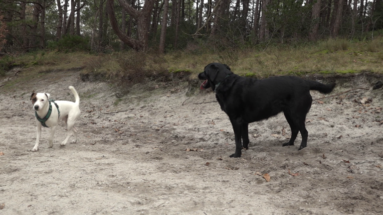 Een witte hond met groene halsband en een zwarte hond staan in een bosrijke omgeving.