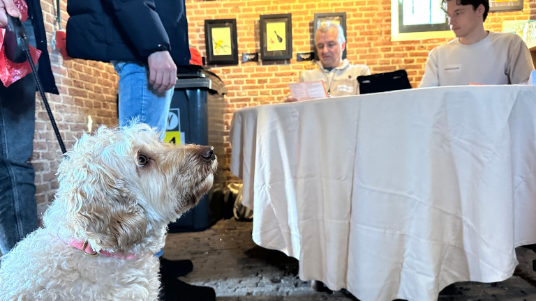 Een witte hond met krulvacht kijkt naar een tafel waaraan twee mannen zitten, tegen een bakstenen muur.