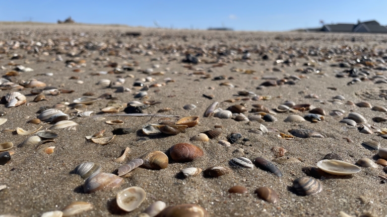 Schelpjes verspreid over een zanderig strand onder een heldere blauwe lucht.