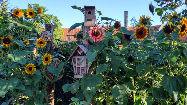 Zonnebloemen en insectenhuisjes in een weelderige tuin tegen een blauwe hemel.