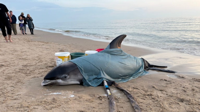 Dolfijn bedekt met een natte doek ligt op het strand, met emmers en toekijkende mensen op de achtergrond.