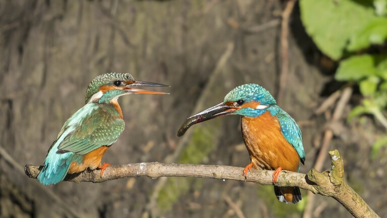 Twee kleurrijke ijsvogels zitten op een tak; één heeft een visje in zijn snavel.