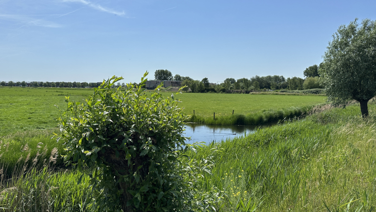 Groen polderlandschap met sloot, riet en een knotwilg op de voorgrond onder een heldere blauwe lucht