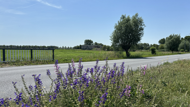 Landweg langs een groen veld met paarse en roze wilde bloemen op de voorgrond en een grote boom onder heldere blauwe lucht