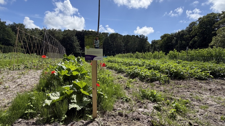 Een moestuin met groene planten, enkele rode bloemen en een bord met tekst, omgeven door bomen onder een blauwe lucht.