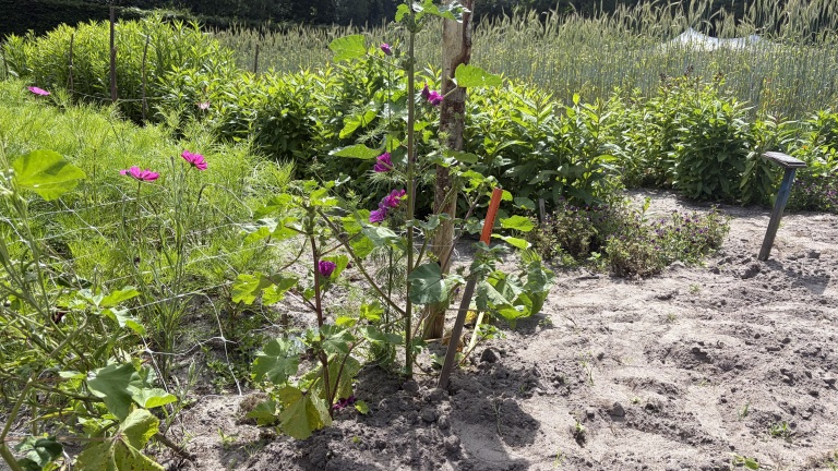 Roze bloemen groeien in een tuin met groene bladeren en zandgrond, omringd door dichtbegroeide planten.