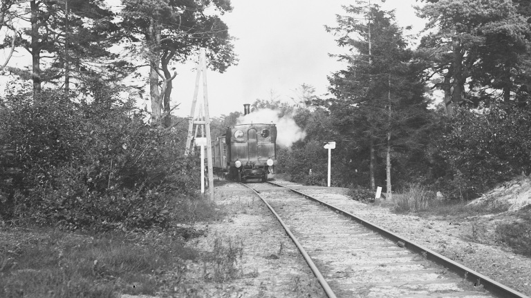 Stoomlocomotief rijdt door een bosrijke omgeving op een enkelspoor, omgeven door bomen en struiken.