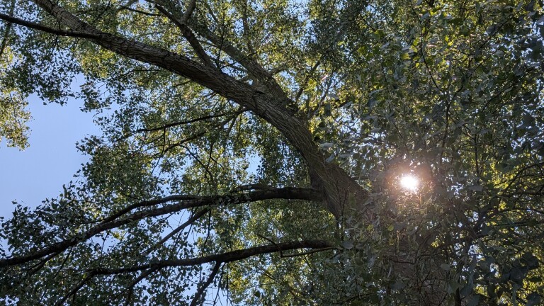 Zonlicht schijnt door de bladeren van een grote boom, met dikke takken tegen een heldere blauwe lucht