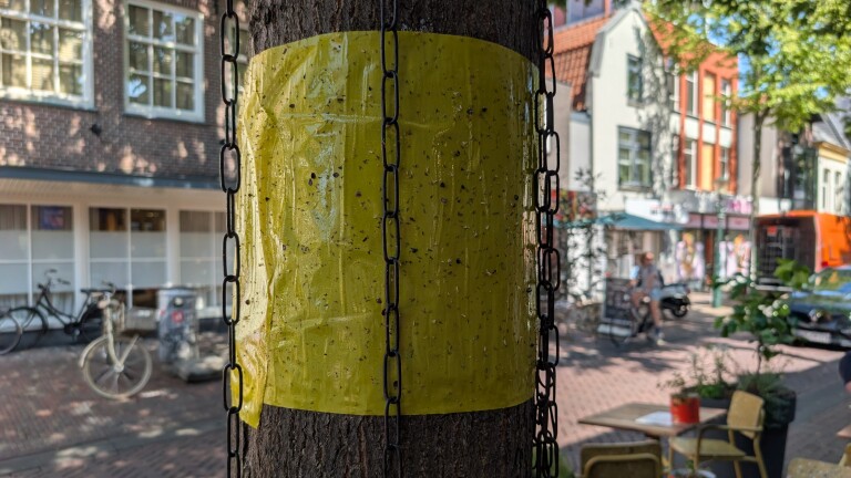 Gele kleefband om een boomstam met insecten erop, met kettingen langs de stam en een straat op de achtergrond