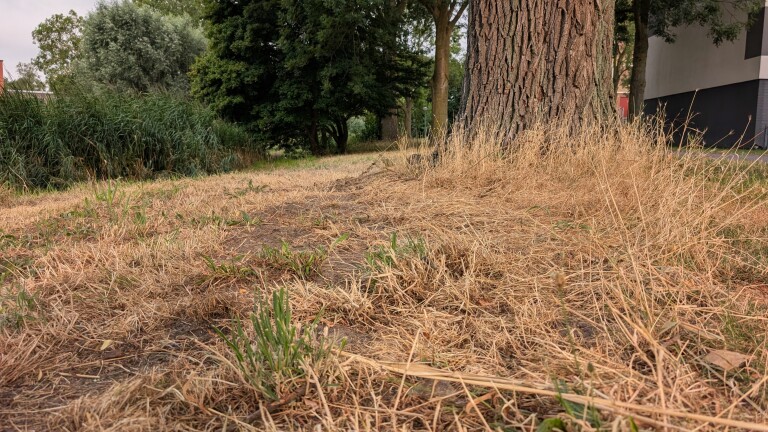 Lage hoek van droog gras en een grote boomstam langs een groen park, met gebouwen op de achtergrond
