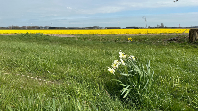 Bosje witte narcissen in gras, met op de achtergrond een felgeel koolzaadveld en windmolens onder blauwe lucht