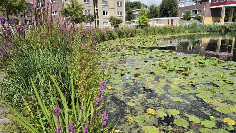Vijver met waterlelies en paarse oeverbloemen, met een eend op het water en flats op de achtergrond