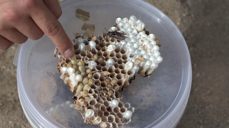 Vinger wijst naar een open wespennest met larven en witte cocons in een doorzichtige plastic bak