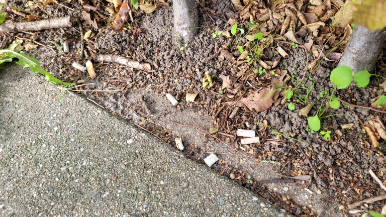 Cigarettenpeuken en ander afval liggen tussen bladeren en aarde rond boomwortels naast een stoep