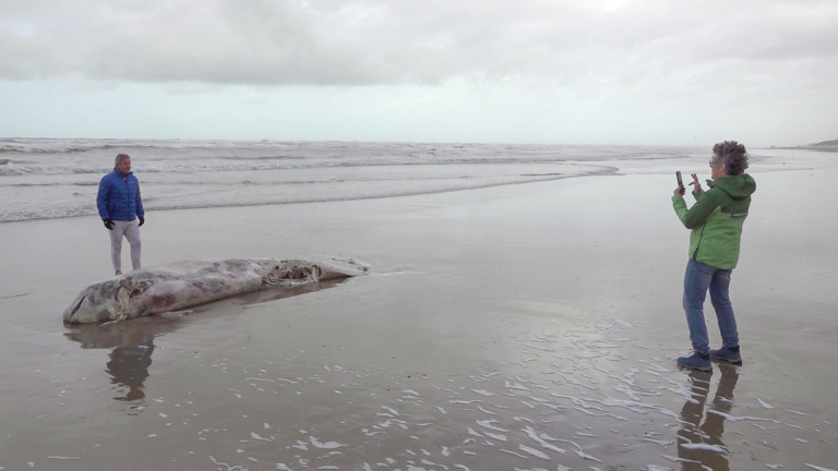 Twee mensen op een grijs strand bij een aangespoelde dode walvis, terwijl één persoon een foto maakt