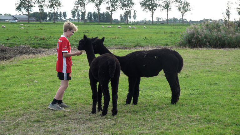 Jongen in rood voetbalshirt voert twee zwarte alpaca’s in een groene weide met schapen op de achtergrond