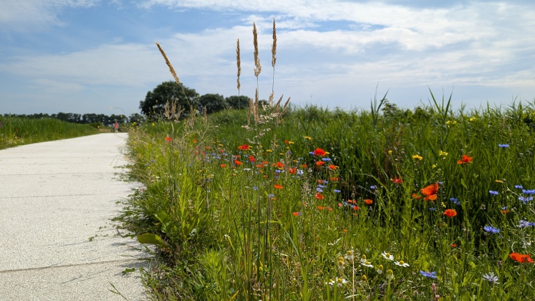 Betonnen pad langs een wilde bloemenweide met grasaren en een blauwe lucht met wolken.