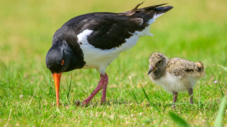 Leer vogels herkennen tijdens nieuwe cursus in Alkmaar ??