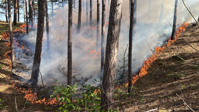 Brandweerman blust een bosbrand, omringd door rook en bomen, met een waterstraal in de hand.