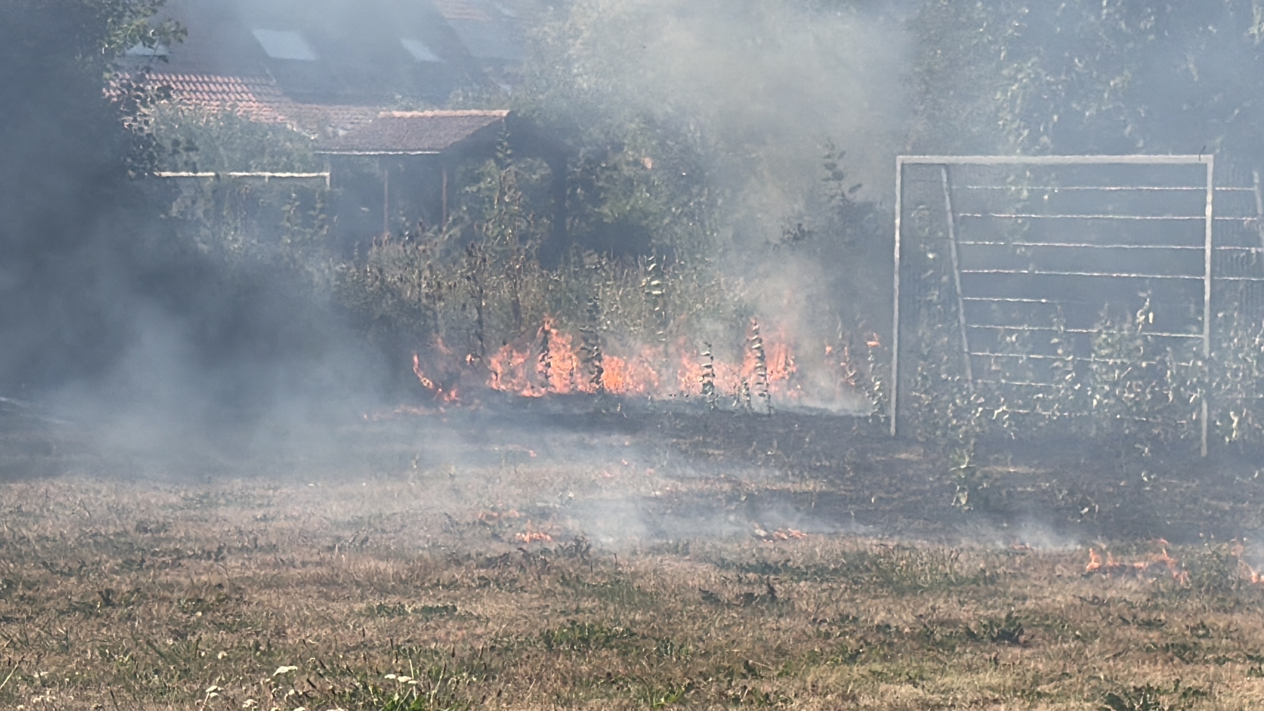 Twee brandweerlieden lopen met slangen over een droog grasveld met rook van een bermbrand, met bomen op de achtergrond
