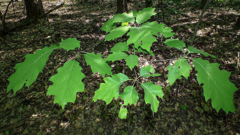 Groene bladeren van een jonge boom op de bosgrond onder bomen.