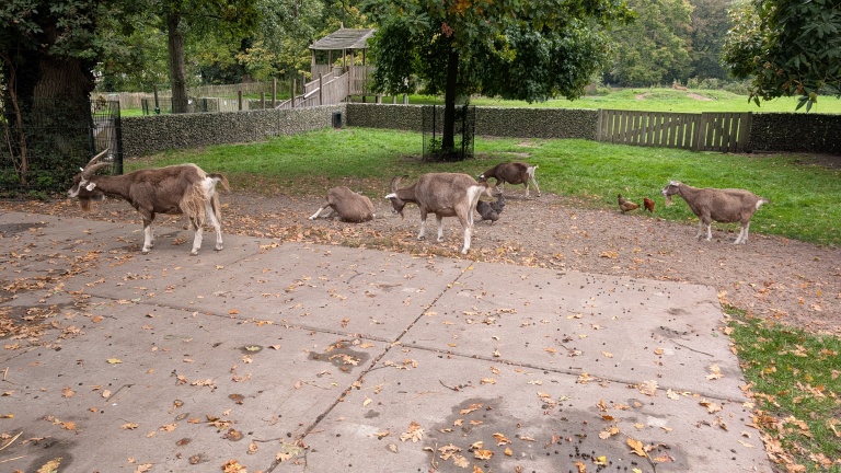Geiten en een paar kippen in een omheind buitengebied met betonnen vloer en gras, omgeven door bomen en struiken.