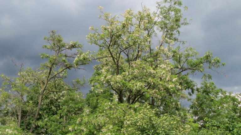 Bloeiende bomen tegen een dreigende donkere lucht.