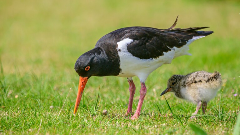 Scholekster en kuiken op grasveld.