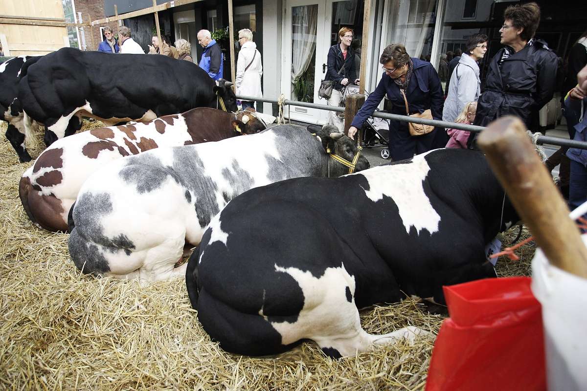 Landbouwdag 2012: centrum gevuld met mens en dier (FOTO's)