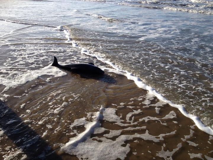 20131230 bruinvis castricum