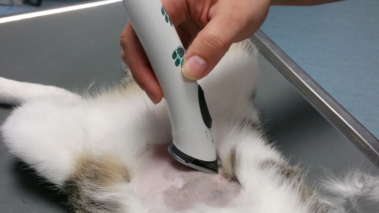 Een dier wordt geschoren rondom de buik met een tondeuse op een metalen tafel.