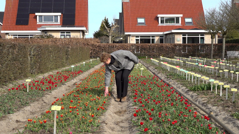 Hortus Bulborum in Limmen bloeit op met meer dan alleen bloemen: “geschiedenis levend houden”
