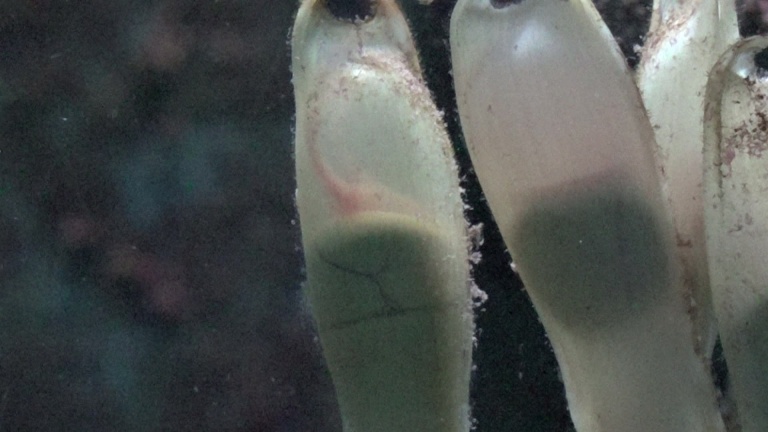 Zeldzame haaientweeling in Bergen aan Zee: uniek verschijnsel in Zeeaquarium